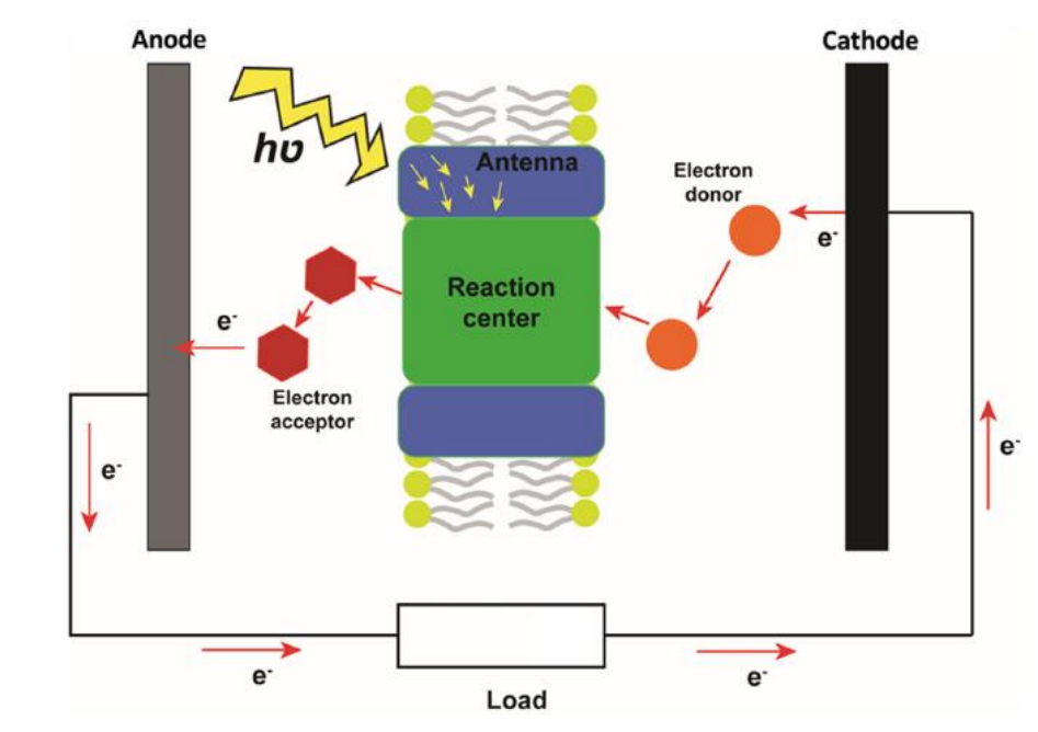 Schematic of a general biohydrid solar cells